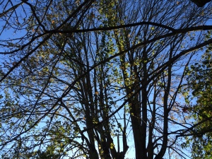 November: a time of loss and waiting; an emptiness that makes room for renewal.